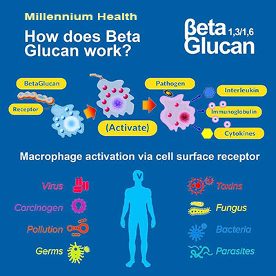 How Beta Glucan work?